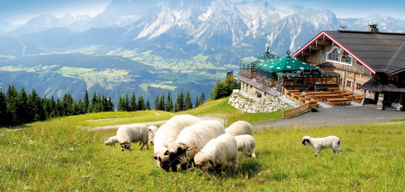 Auf der Schafalm Schladming Planai © Schafalm