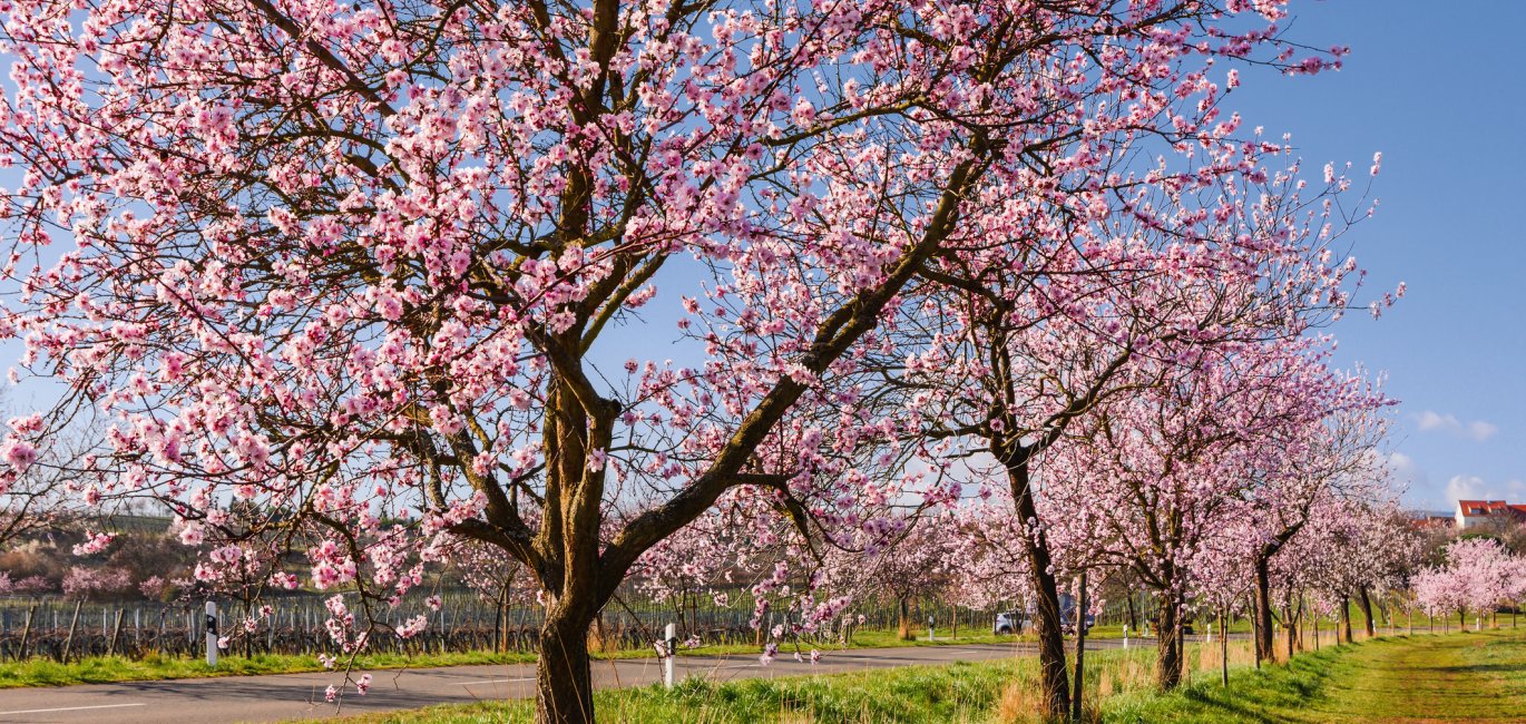 Mandelblüte in der Pfalz © Conny Pokorny - stock.adobe.com