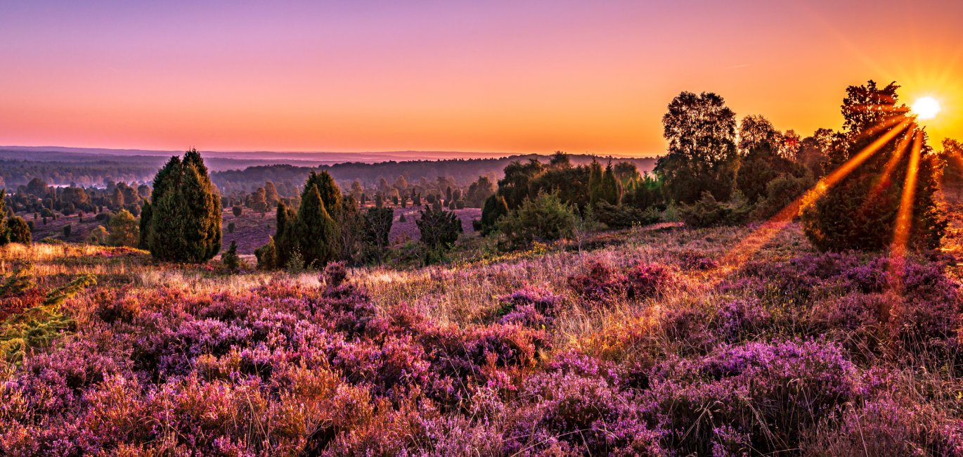 Lüneburger Heide © Steffi - stock.adobe.com