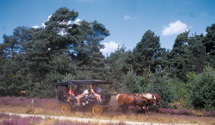 Kutschfahrt in der Lüneburger Heide
