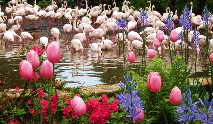 Weltvogelpark Walsrode - Flamingos © Weltvogelpark Walsrode