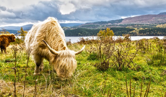 Rinder in den Highlands © susanne2688 - stock.adobe.com