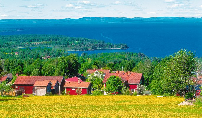 Stena-Line, Rapsblüte in Südschweden © Stena Line