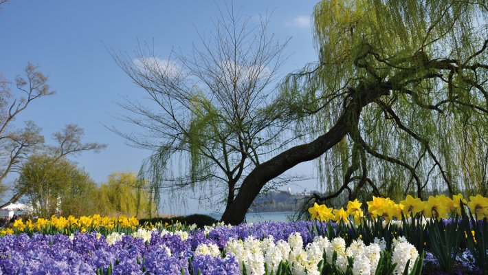 Blumeninsel Mainau © bonline - fotolia.com