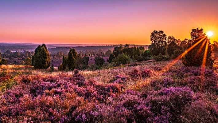 Lüneburger Heide © Steffi - stock.adobe.com